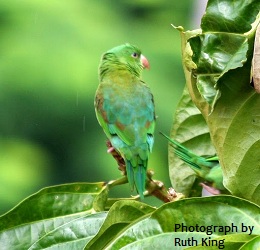 Orange-chinned Parakeet